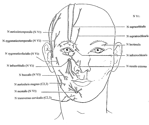 n trigeminus